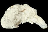 Polished, Agatized Fossil Coral - Florida #188003-1